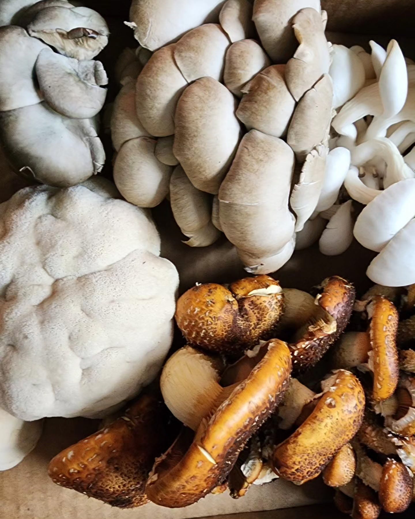 Pharm to Body Summer Mushroom Share CSA - fresh mushrooms