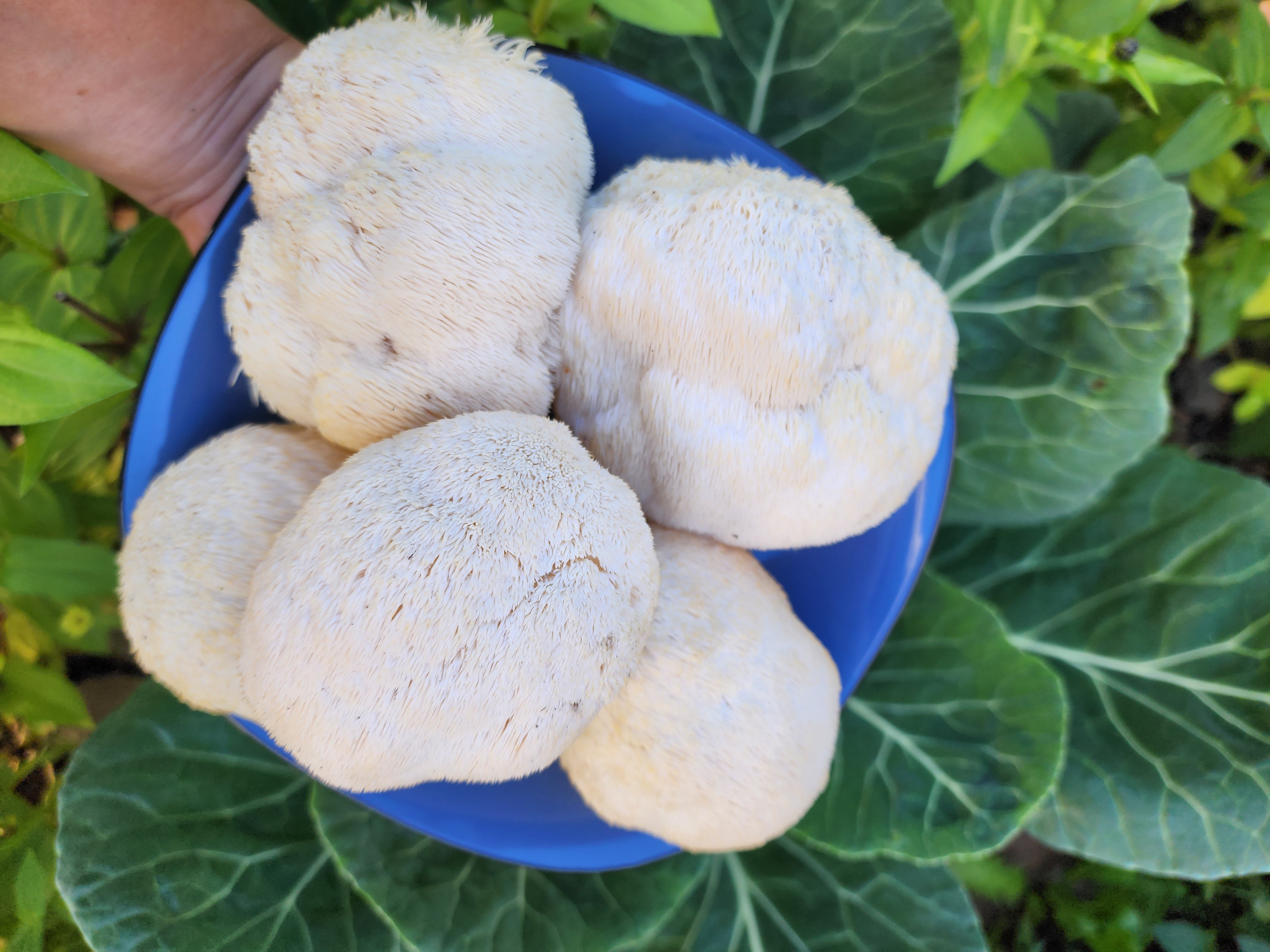 Lion's mane mushrooms on a blue plate over fresh collard greens, harvested by Pharm to Body